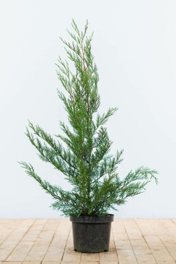 Leyland Zypresse Cupressocyparis leylandii '2001' Hecke 60-80 Ballen Leyland Zypresse 2001 Cupressocyparis Leylandii 2001 60-80 cm