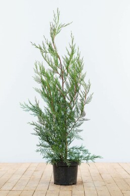 Leyland Zypresse Cupressocyparis leylandii '2001' Hecke 80-100 Ballen Leyland Zypresse 2001 Cupressocyparis Leylandii 2001 80-100 cm