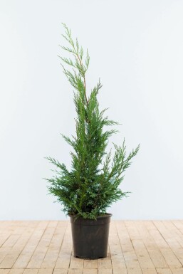 Leyland Zypresse Cupressocyparis leylandii '2001' Hecke 100-125 Ballen Leyland Zypresse 2001 Cupressocyparis Leylandii 2001 100-125 cm