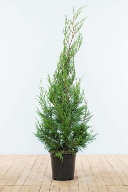 Leyland Zypresse Cupressocyparis leylandii '2001' Hecke 125-150 Ballen Leyland Zypresse 2001 Cupressocyparis Leylandii 2001 125-150 cm