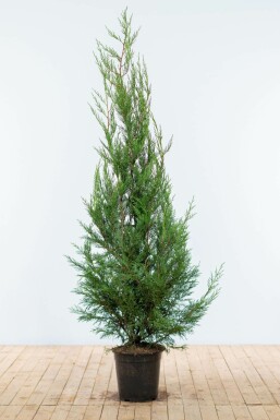 Leyland Zypresse Cupressocyparis leylandii '2001' Hecke 150-175 Ballen Leyland Zypresse 2001 Cupressocyparis Leylandii 2001 150-175 cm