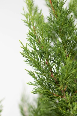 Leyland Zypresse Cupressocyparis leylandii '2001' Hecke 150-175 Ballen Leyland Zypresse 2001 Cupressocyparis Leylandii 2001 150-175 cm