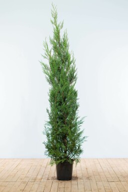 Leyland Zypresse Cupressocyparis leylandii '2001' Hecke 175-200 Ballen Leyland Zypresse 2001 Cupressocyparis Leylandii 2001 175-200 cm