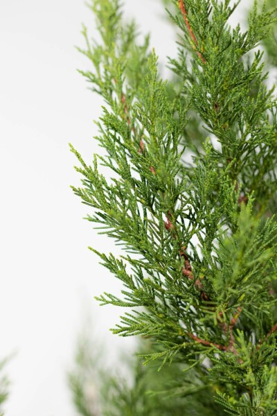 Leyland Zypresse Cupressocyparis leylandii '2001' Hecke 175-200 Ballen Leyland Zypresse 2001 Cupressocyparis Leylandii 2001 175-200 cm