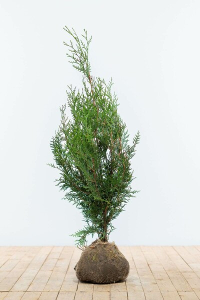 Lebensbaum / Thuja Plicata Atrovirens 80-100 cm