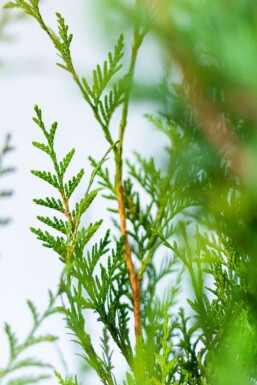 Lebensbaum / Thuja Plicata Atrovirens 80-100 cm