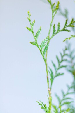 Lebensbaum / Thuja Plicata Atrovirens 80-100 cm
