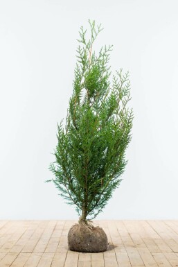 Lebensbaum Thuja occidentalis Atrovirens Hecke 125-150 Ballen Lebensbaum / Thuja Plicata Atrovirens 125-150 cm
