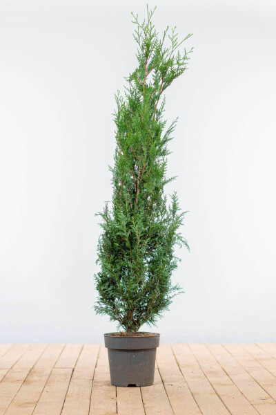 Lebensbaum / Thuja Plicata Atrovirens 175-200 cm
