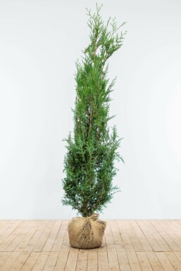 Lebensbaum Thuja occidentalis Atrovirens Hecke 175-200 Ballen Lebensbaum / Thuja Plicata Atrovirens 175-200 cm