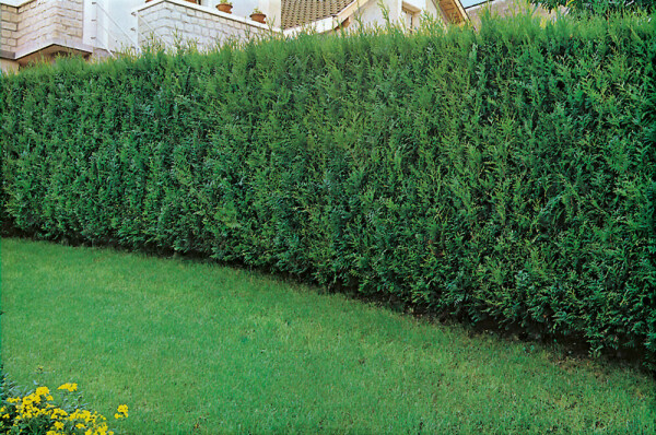 Lebensbaum / Thuja Plicata Atrovirens 175-200 cm
