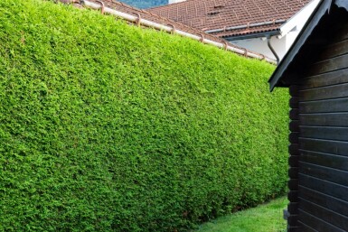 Lebensbaum / Thuja Occidentalis Brabant 80-100 cm