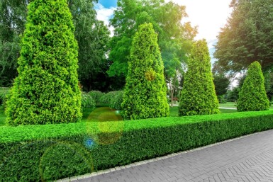 Lebensbaum / Thuja Occidentalis Brabant 80-100 cm