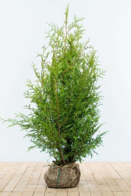 Lebensbaum Thuja occidentalis Brabant Hecke 100-120 Ballen