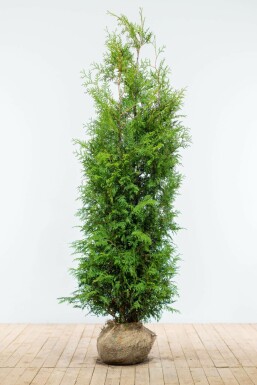 Lebensbaum Thuja occidentalis Brabant Hecke 180-200 Ballen Lebensbaum / Thuja Occidentalis Brabant 180-200 cm