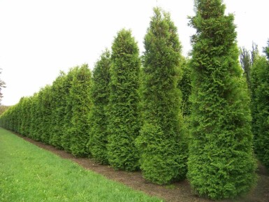 Lebensbaum Thuja occidentalis Brabant Hecke 180-200 Ballen Lebensbaum / Thuja Occidentalis Brabant 180-200 cm