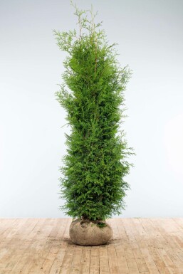 Lebensbaum Thuja occidentalis Brabant Hecke 200-225 Ballen