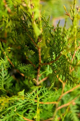 Lebensbaum / Thuja Occidentalis Brabant 200-225 cm