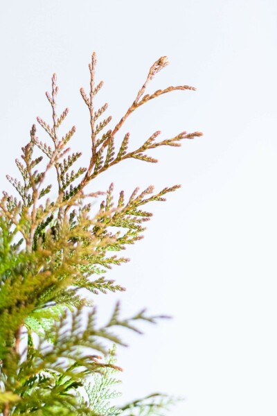 Lebensbaum / Thuja Plicata Excelsa 150-175 cm