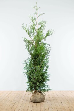 Lebensbaum Thuja occidentalis Martin Hecke 150-175 Ballen Lebensbaum / Thuja Plicata Martin 150-175 cm