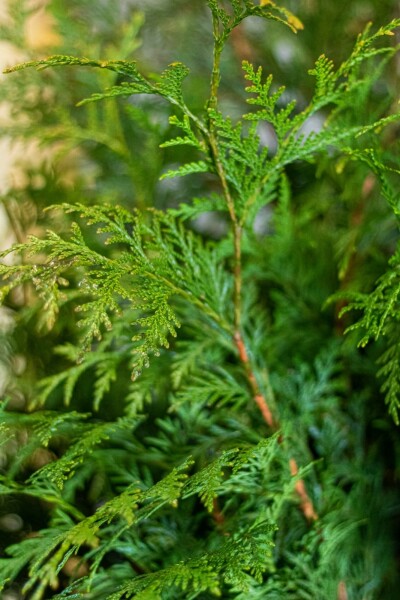 Lebensbaum / Thuja Plicata Martin 150-175 cm