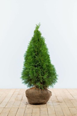 Lebensbaum Thuja occidentalis Smaragd Hecke 60-80 Ballen