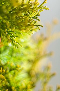 Lebensbaum / Thuja Occidentalis Smaragd 60-80 cm