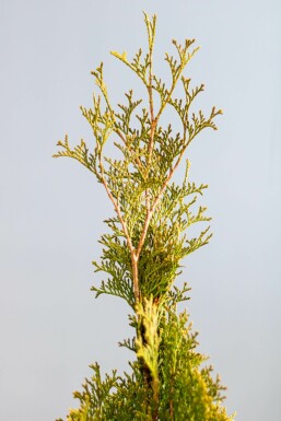 Lebensbaum / Thuja Occidentalis Smaragd 60-80 cm