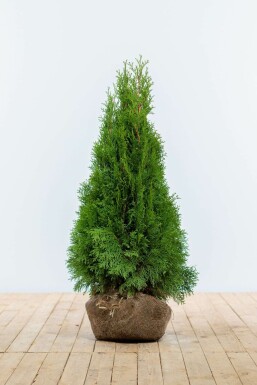 Lebensbaum / Thuja Occidentalis Smaragd