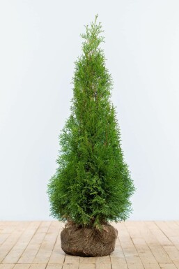 Lebensbaum / Thuja Occidentalis Smaragd