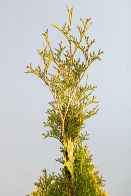 Lebensbaum Thuja occidentalis Smaragd Hecke 100-120 Ballen