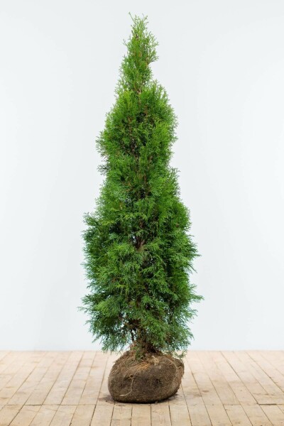 Lebensbaum / Thuja Occidentalis Smaragd 140-160 cm