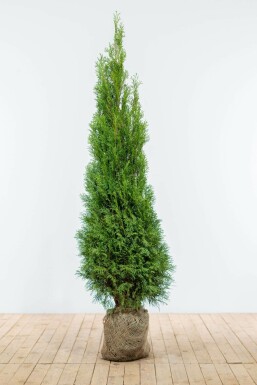 Lebensbaum / Thuja Occidentalis Smaragd