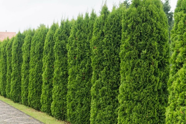 Lebensbaum Thuja occidentalis Smaragd Hecke 200-225 Ballen Lebensbaum / Thuja Occidentalis Smaragd 200-225 cm
