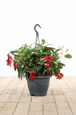 Mandevilla Mandevilla Sanderi Ampel 35-40 Topf Dipladenia / Mandevilla Hängetopf 35-40 cm