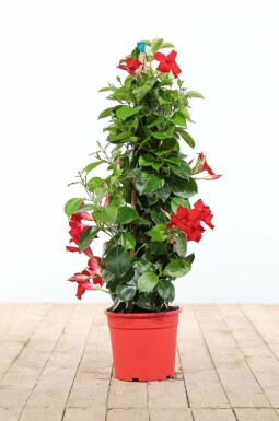 Mandevilla Mandevilla Sanderi Pyramide 100-120 Topf Dipladenia / Mandevilla Pyramide 100-120 cm
