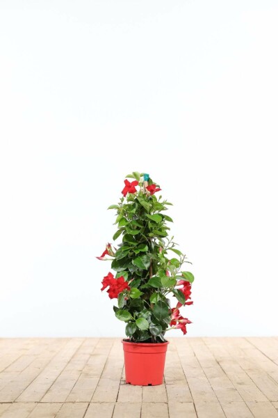Mandevilla Mandevilla Sanderi Pyramide 35-40 Topf Dipladenia / Mandevilla Pyramide 35-40 cm