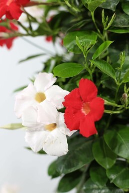 Mandevilla Mandevilla Sanderi Pyramide 35-40 Topf