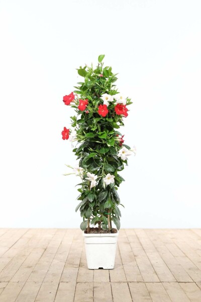 Mandevilla Mandevilla Sanderi Pyramide 60-70 Topf Dipladenia / Mandevilla Pyramide 60-70 cm