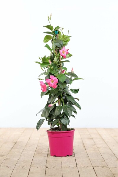 Mandevilla Mandevilla Sanderi Pyramide 100-120 Topf Dipladenia / Mandevilla Pyramide 100-120 cm