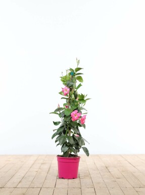 Dipladenia / Mandevilla Pyramide