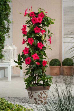 Mandevilla Mandevilla Sanderi Pyramide 35-40 Topf