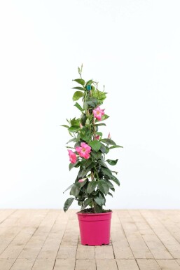 Dipladenia / Mandevilla Pyramide