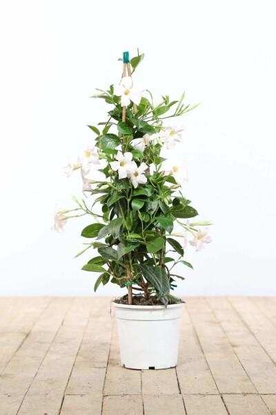 Mandevilla Mandevilla Sanderi Pyramide 100-120 Topf Dipladenia / Mandevilla Pyramide 100-120 cm