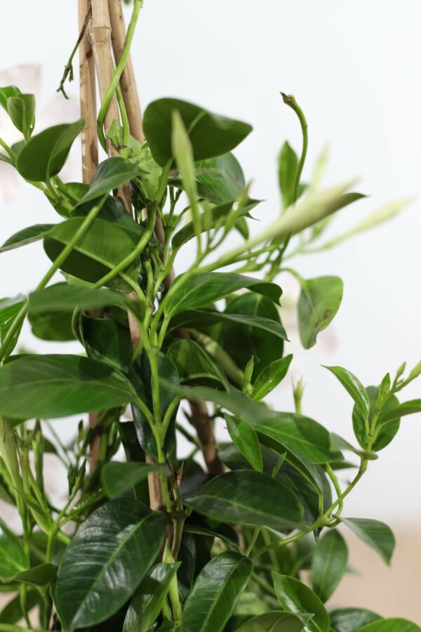 Mandevilla Mandevilla Sanderi Pyramide 100-120 Topf Dipladenia / Mandevilla Pyramide 100-120 cm