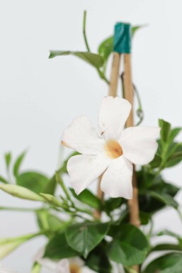 Mandevilla Mandevilla Sanderi Pyramide 80-100 Topf Dipladenia / Mandevilla Pyramide 80-100 cm