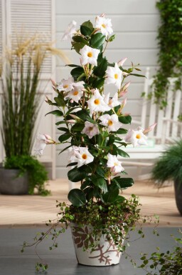 Mandevilla Mandevilla Sanderi Pyramide 80-100 Topf Dipladenia / Mandevilla Pyramide 80-100 cm