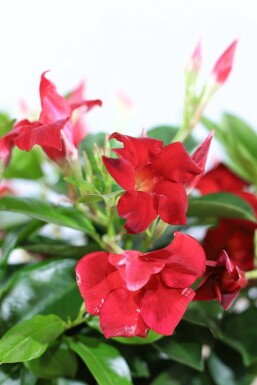 Dipladenia / Mandevilla Rankhilfe 35-40 cm