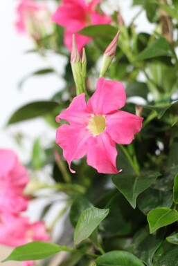 Mandevilla Mandevilla Sanderi Gitter 35-40 Topf