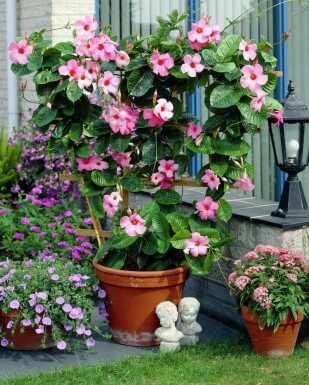 Mandevilla Mandevilla Sanderi Gitter 35-40 Topf